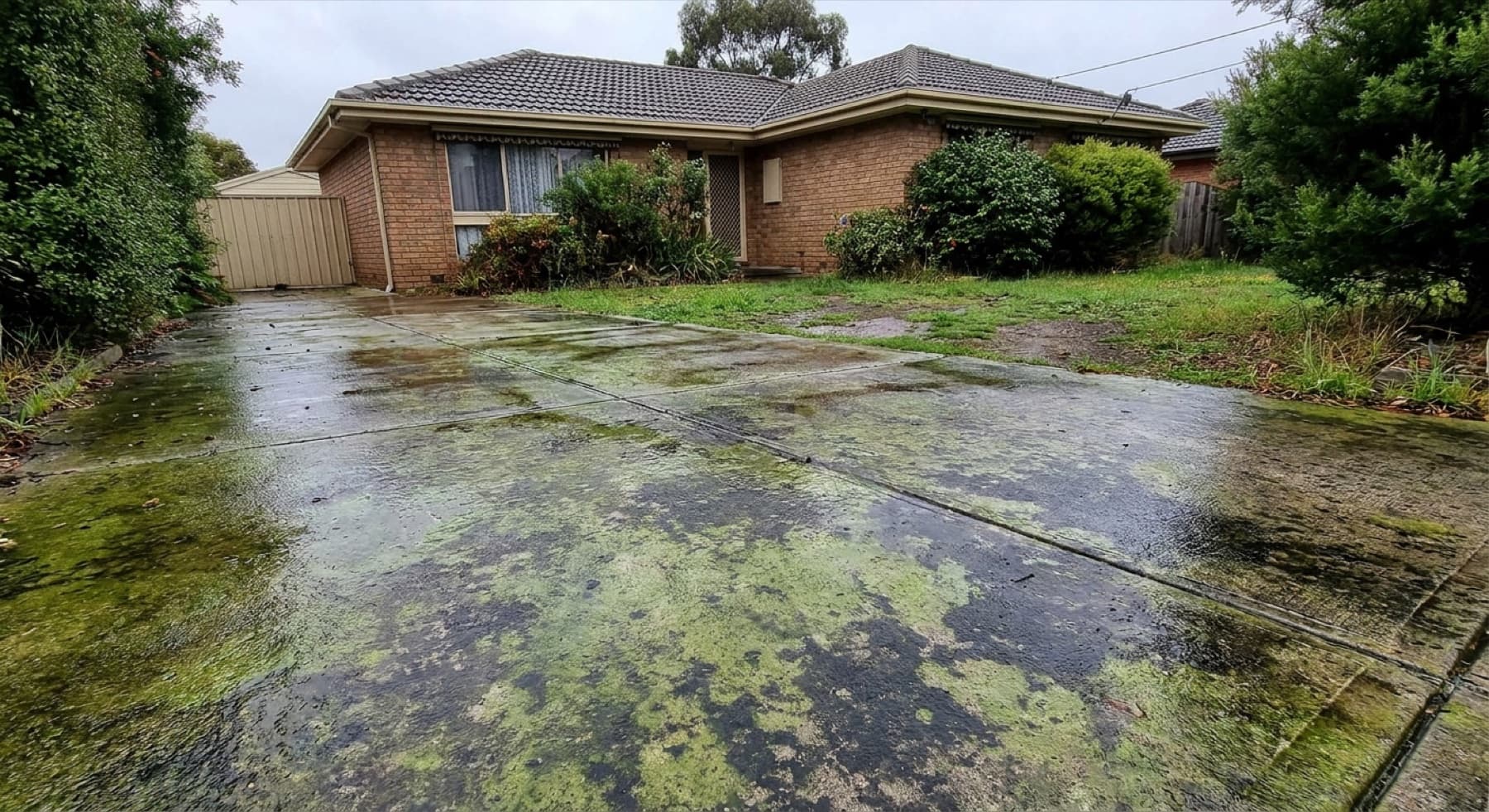 A concrete driveway covered in green algae and black mould before cleaning